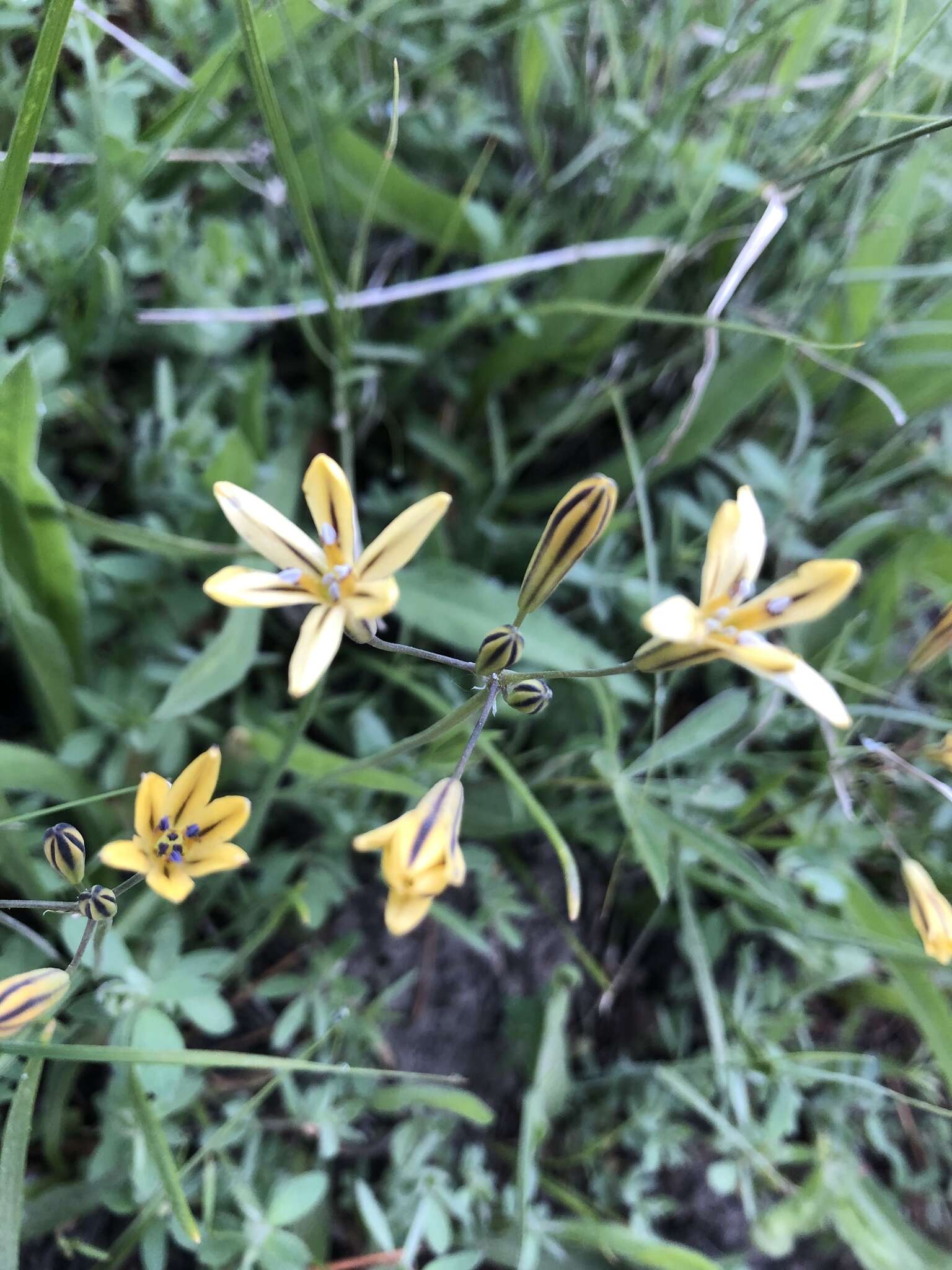 Image of Dudley's triteleia