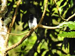 Image de Drongo à ventre blanc