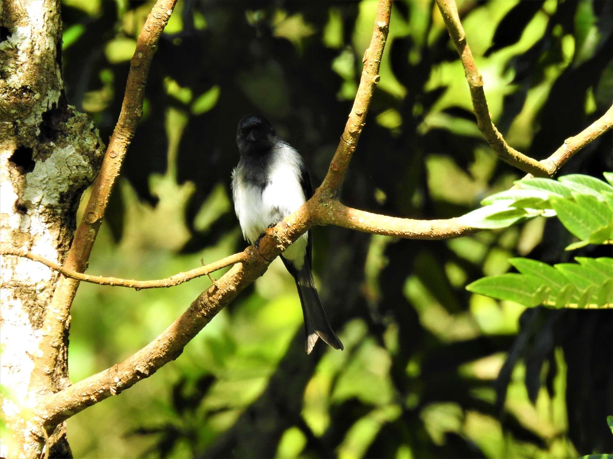 Image of White-bellied Drongo