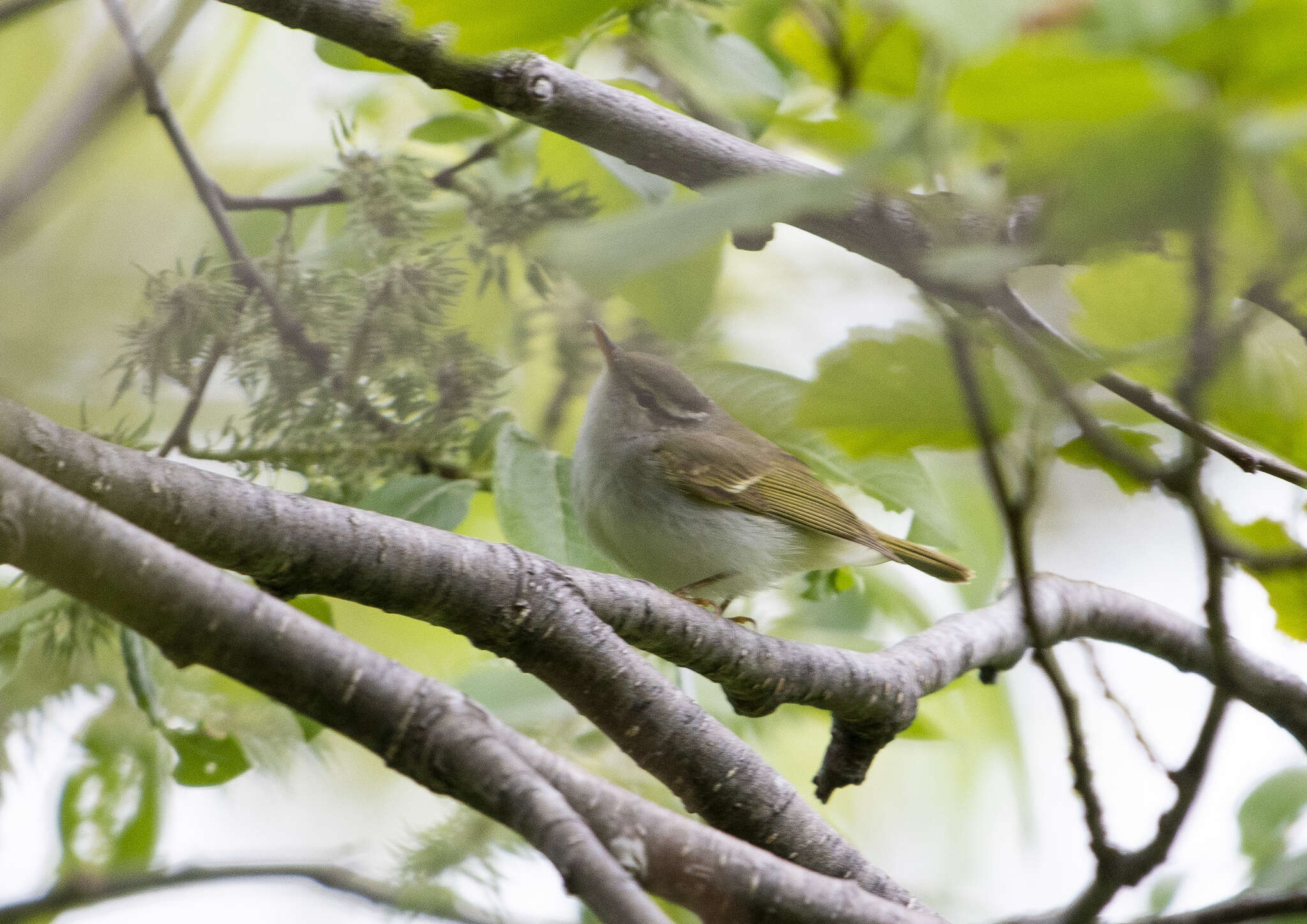 Image of Sakhalin Leaf Warbler