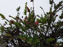 Image of Macleania loeseneriana Hørold