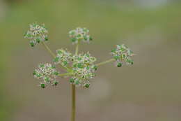 Aulacospermum simplex Rupr. resmi