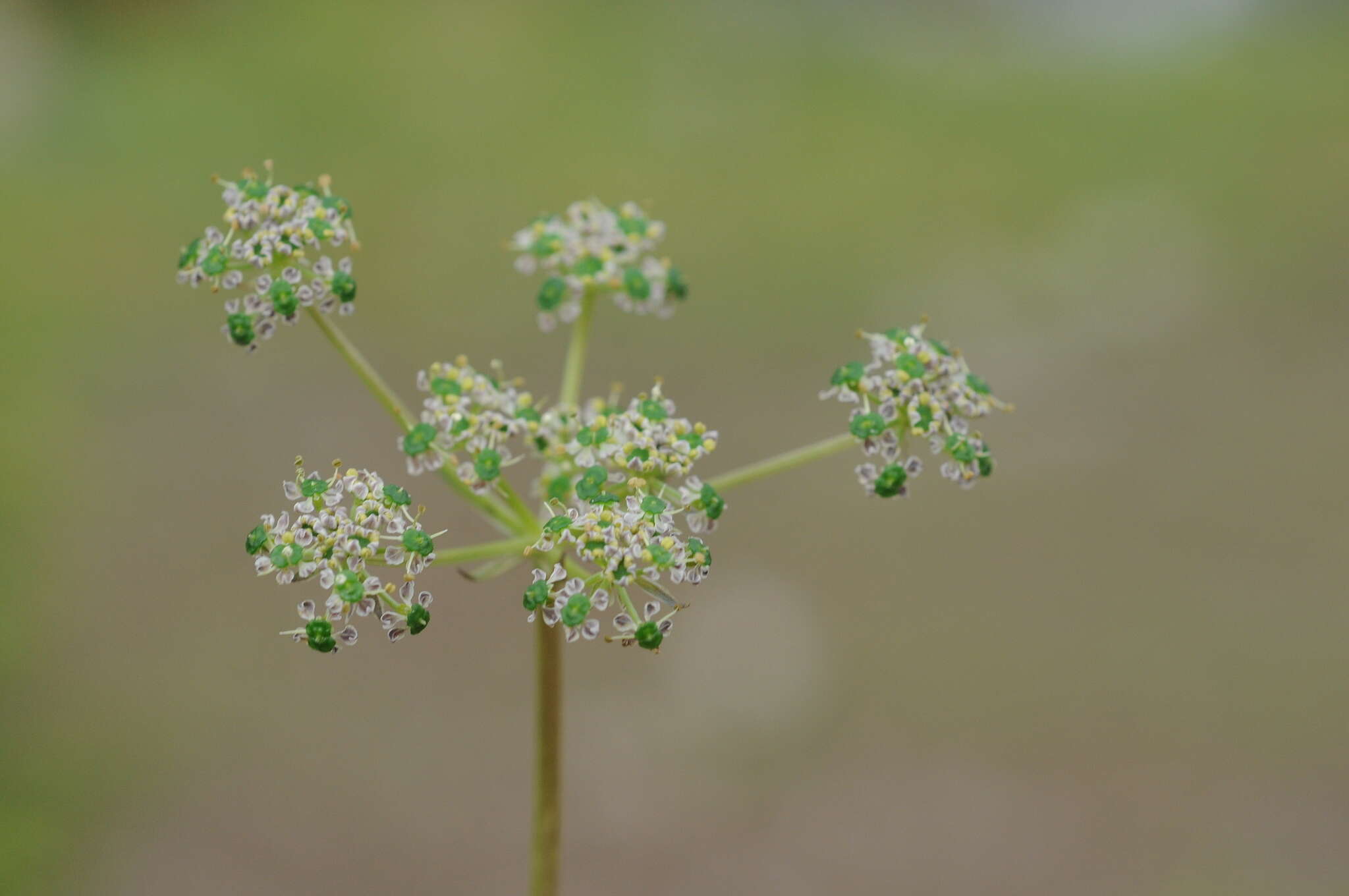 Aulacospermum simplex Rupr.的圖片