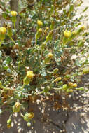 Sivun <i>Senecio engleranus</i> kuva