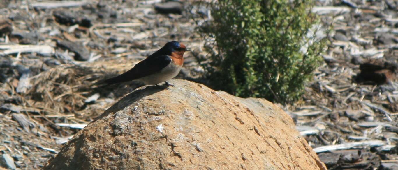 Image of Hirundo neoxena neoxena Gould 1842