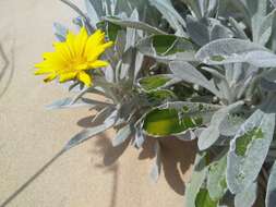 Image of Gazania rigens var. leucolaena (DC.) Rössl.