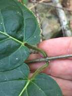 صورة Leichhardtia racemosa (F. Muell. ex Benth.) P. I. Forst.