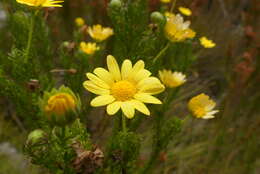 Image of Euryops pinnatipartitus (DC.) B. Nordenst.