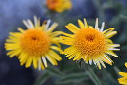 Imagem de Inula obtusifolia A. Kerner