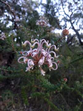 Image of Grevillea buxifolia subsp. buxifolia