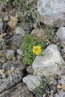 Image of shrubby woodsorrel