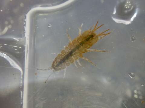 Image of Isopod