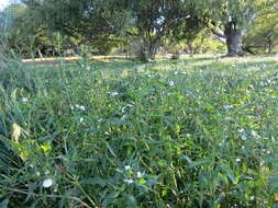 Imagem de Gymnocoronis