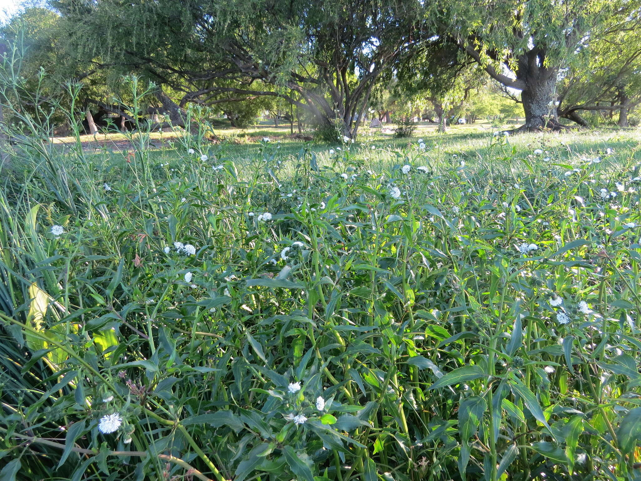 Plancia ëd Gymnocoronis