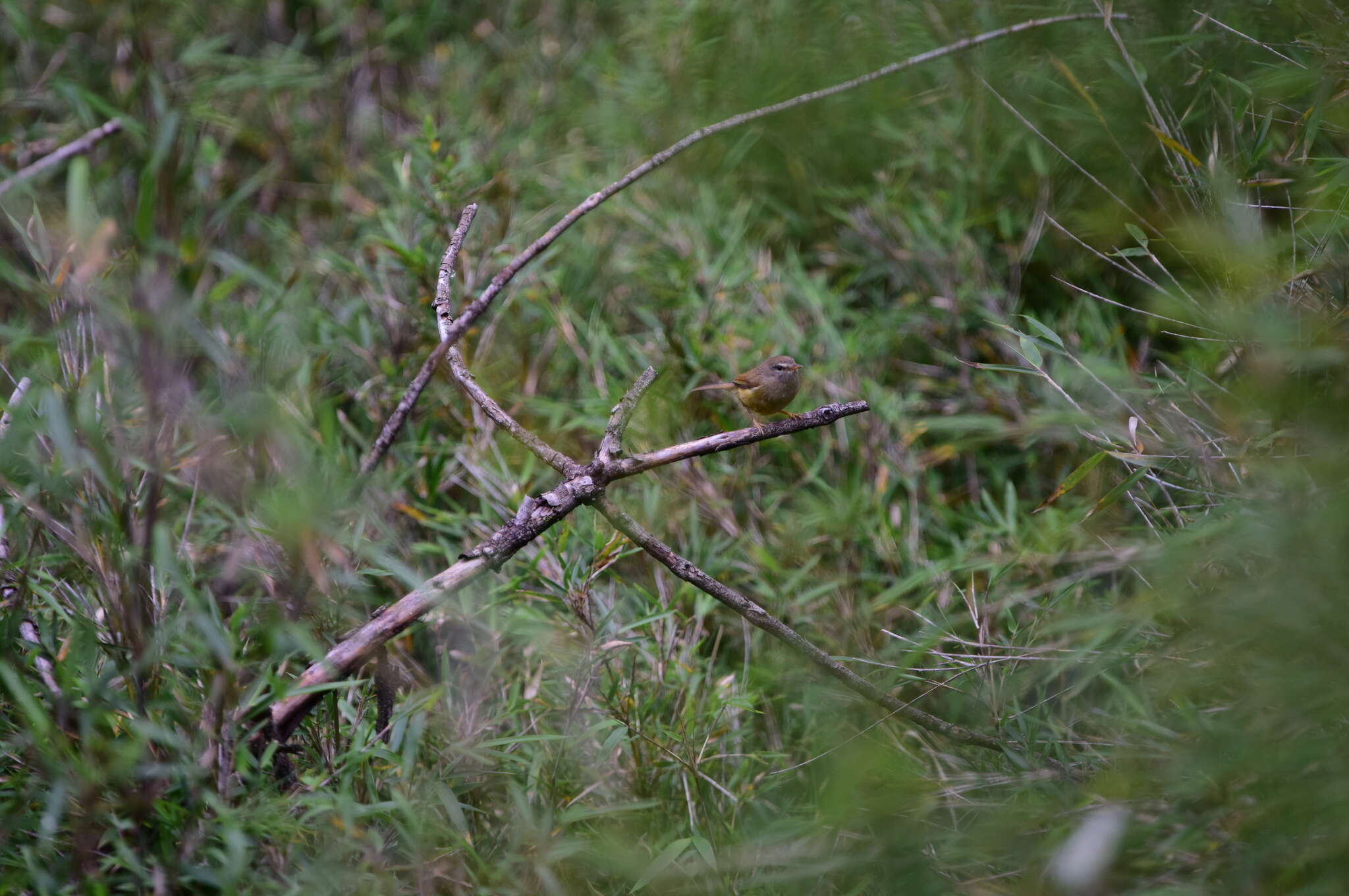 Image of Yellow-bellied Bush Warbler