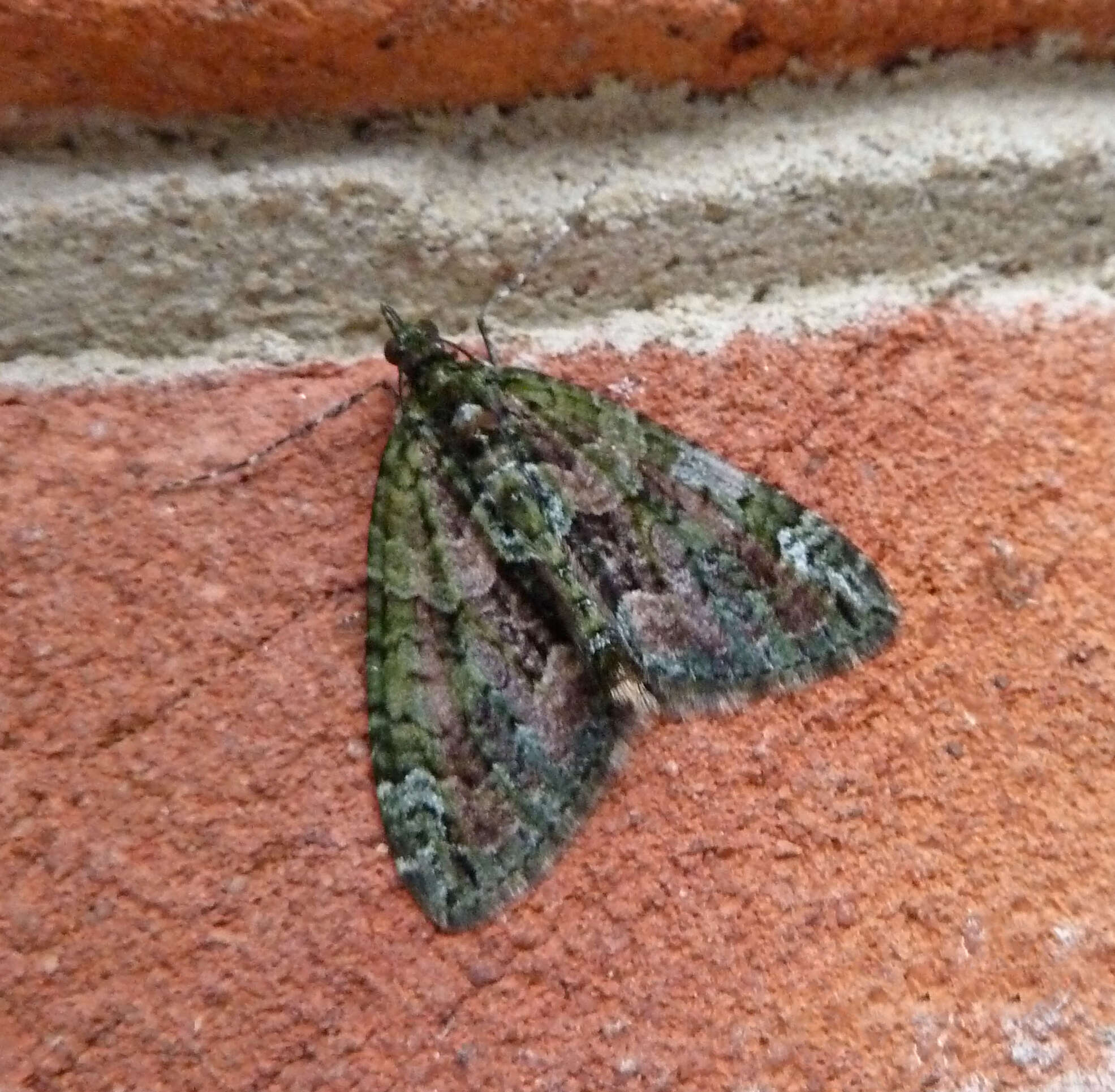 Image of red-green carpet