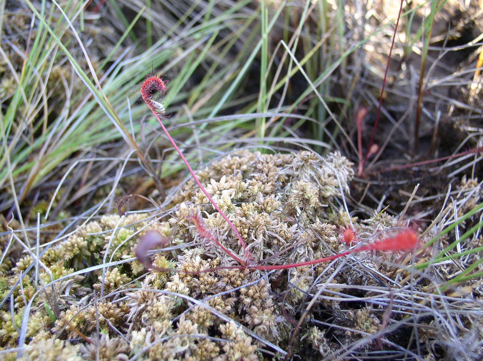 Image of Great Sundew