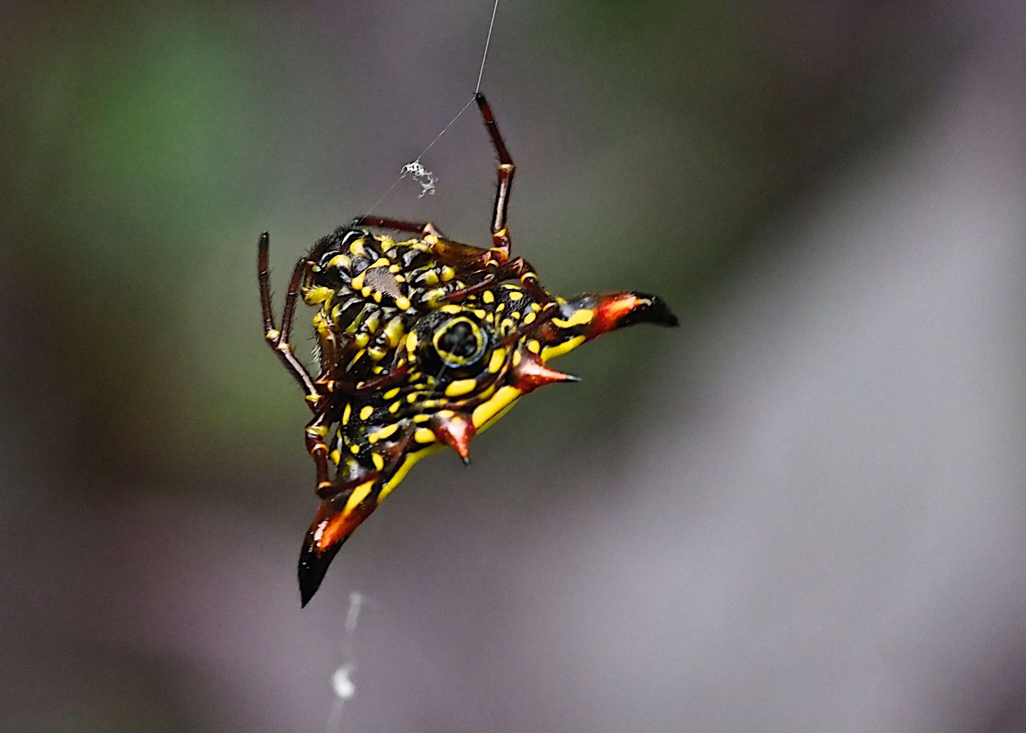 Image of Gasteracantha crucigera Bradley 1877