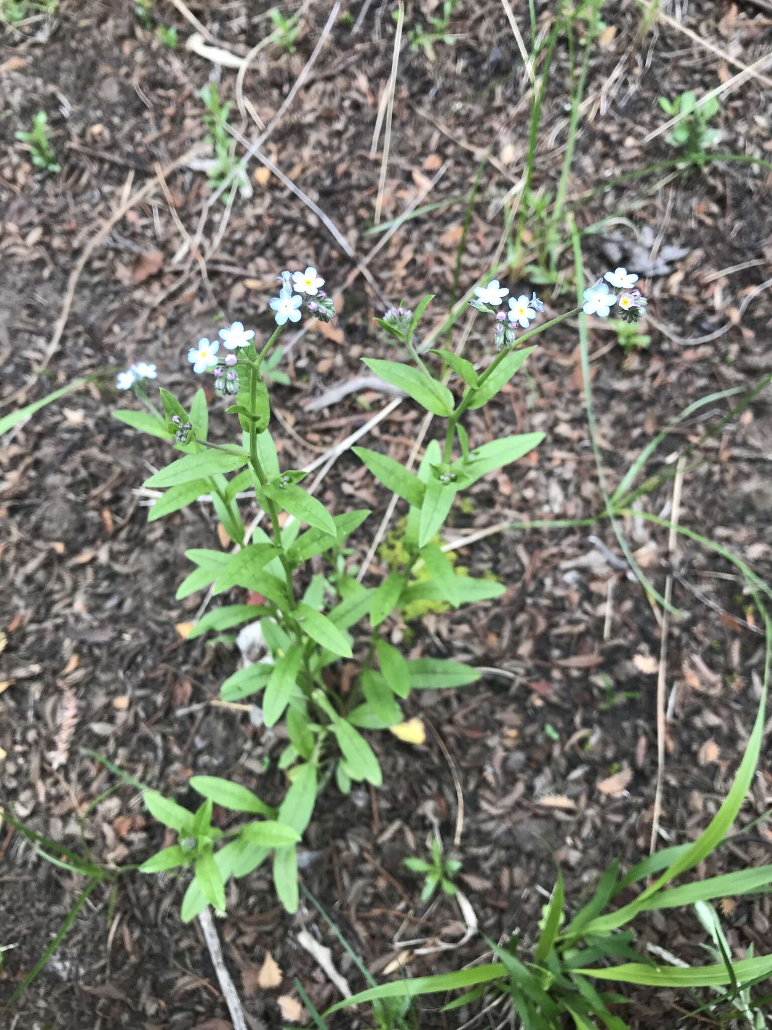 Imagem de Myosotis semiamplexicaulis DC.