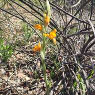 Image of Chloraea chrysantha Poepp.