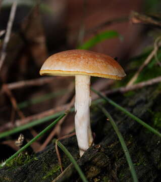 Sivun Gymnopilus allantopus (Berk.) Pegler 1965 kuva