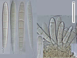 Image of Bactridium clavatum Berk. & Broome 1873