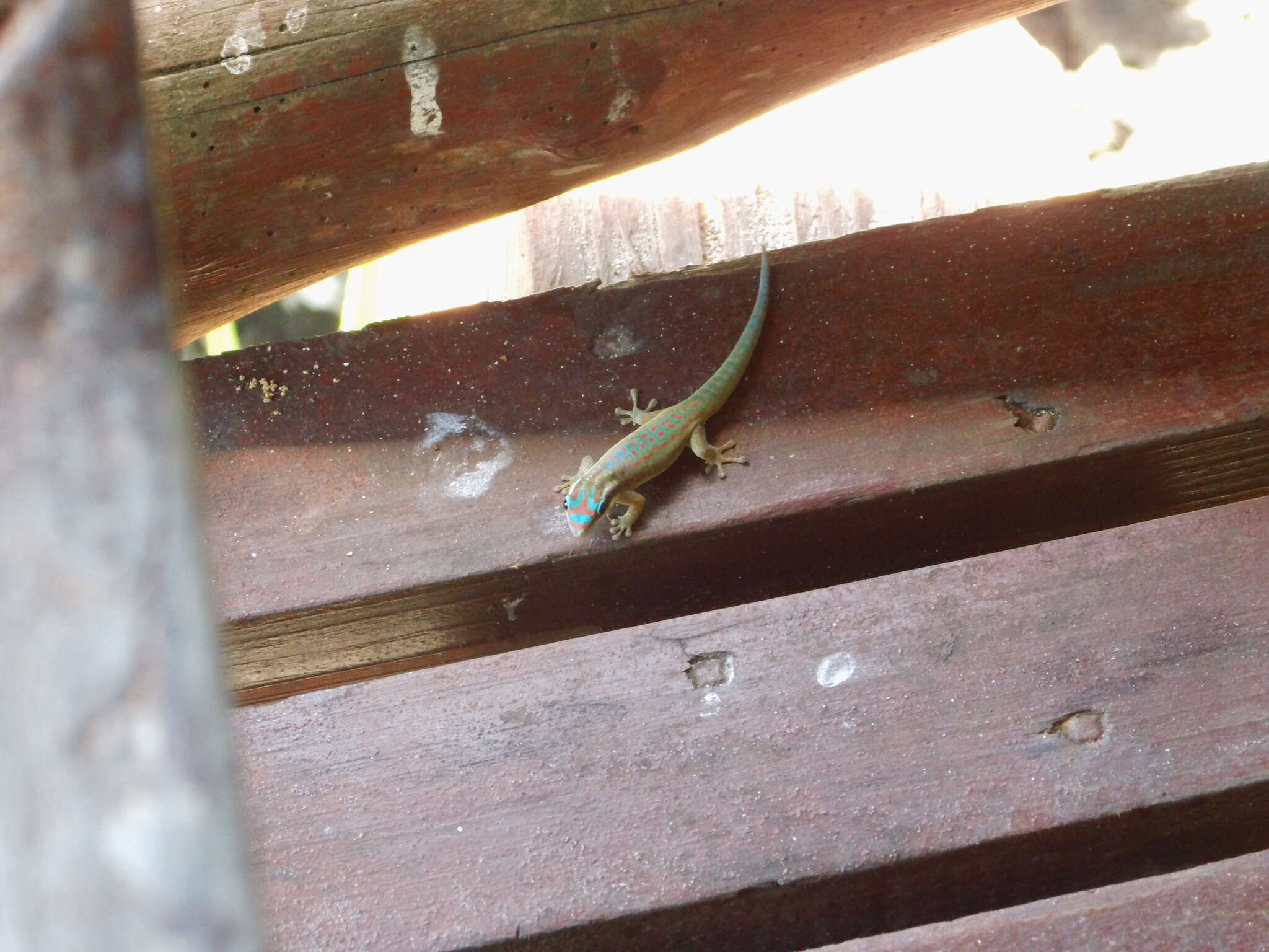 Слика од Phelsuma ornata Gray 1825