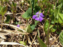 Слика од Viola cucullata Ait.