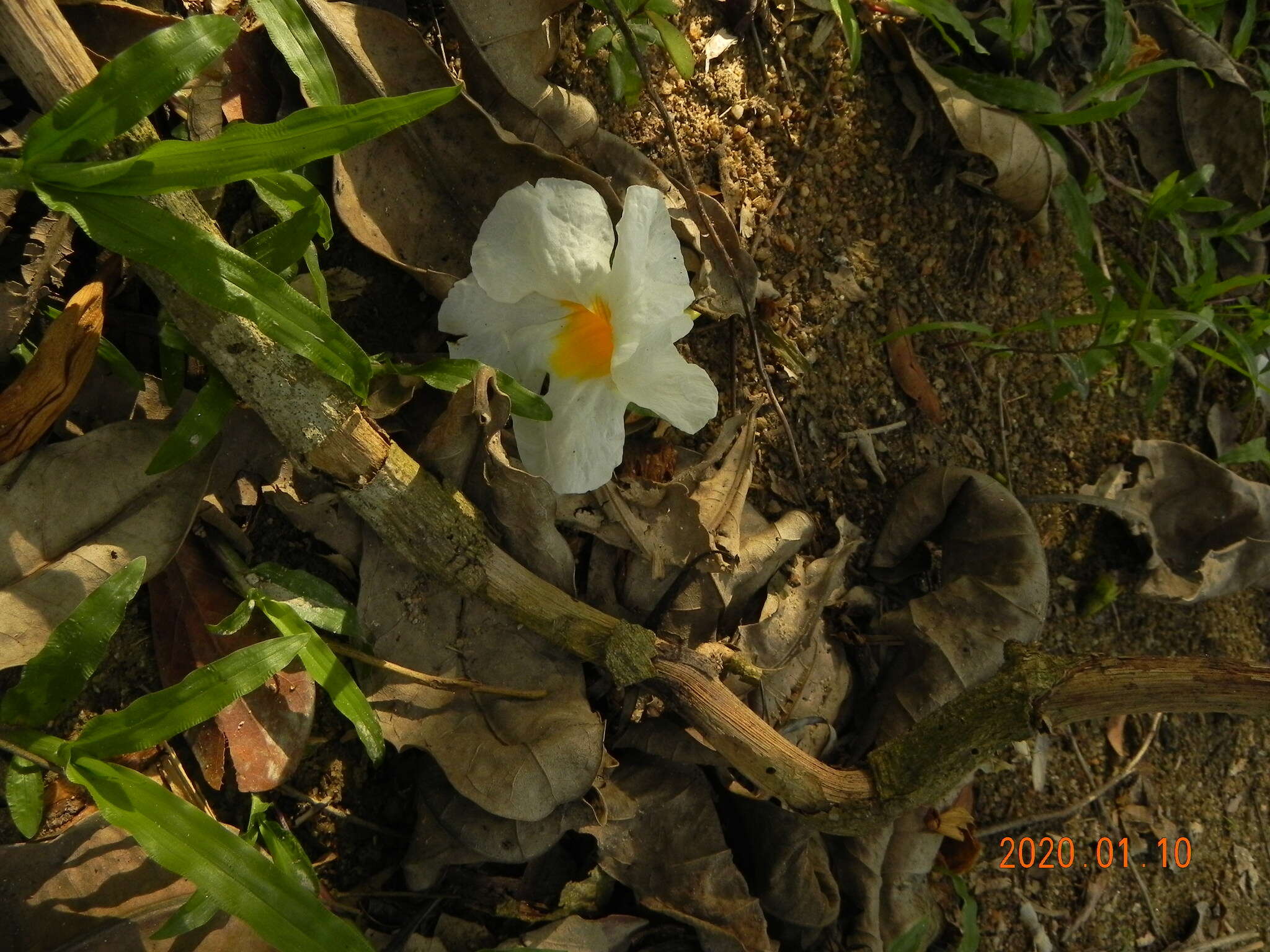 Image of Tabebuia cassinoides (Lam.) DC.