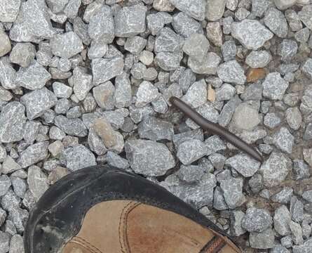 Image of American giant millipede