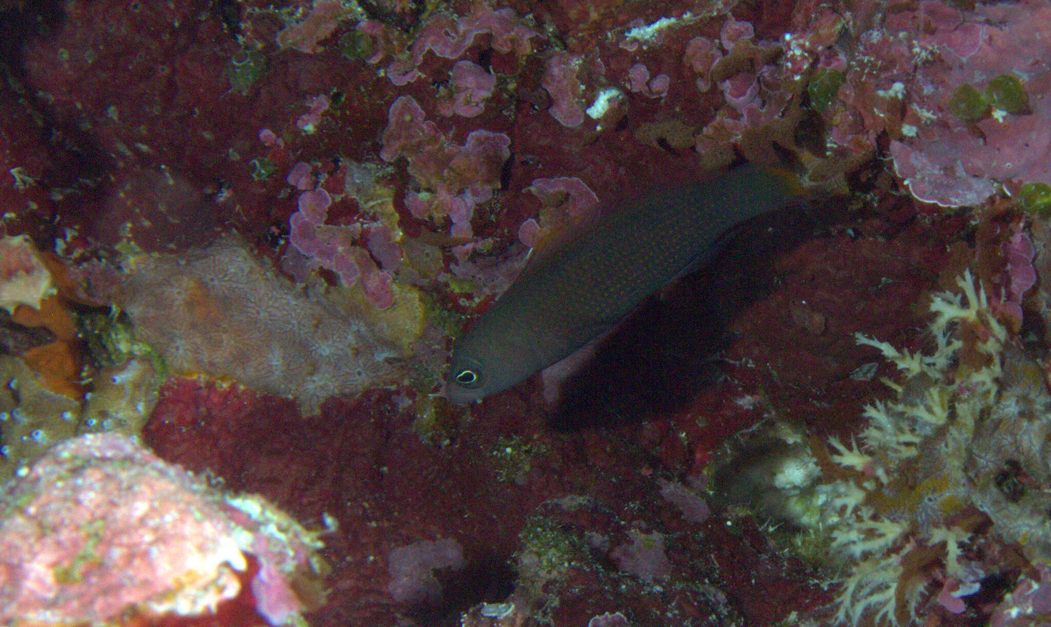 Plancia ëd Pseudochromis marshallensis Schultz 1953