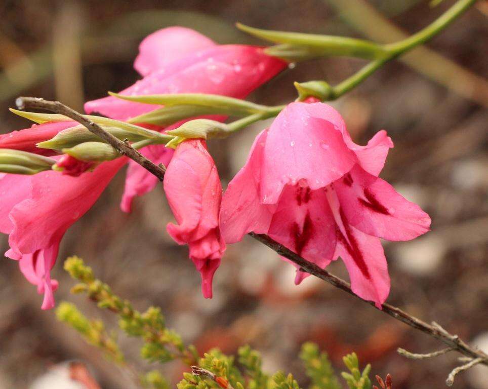 Image de Gladiolus crispulatus L. Bolus