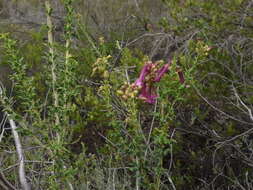 Imagem de Freylinia crispa E. J. van Jaarsveld