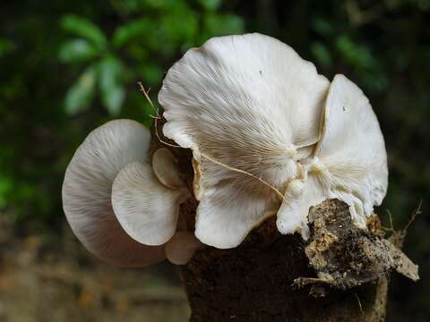 Image of Pleurotus parsonsiae G. Stev. 1964