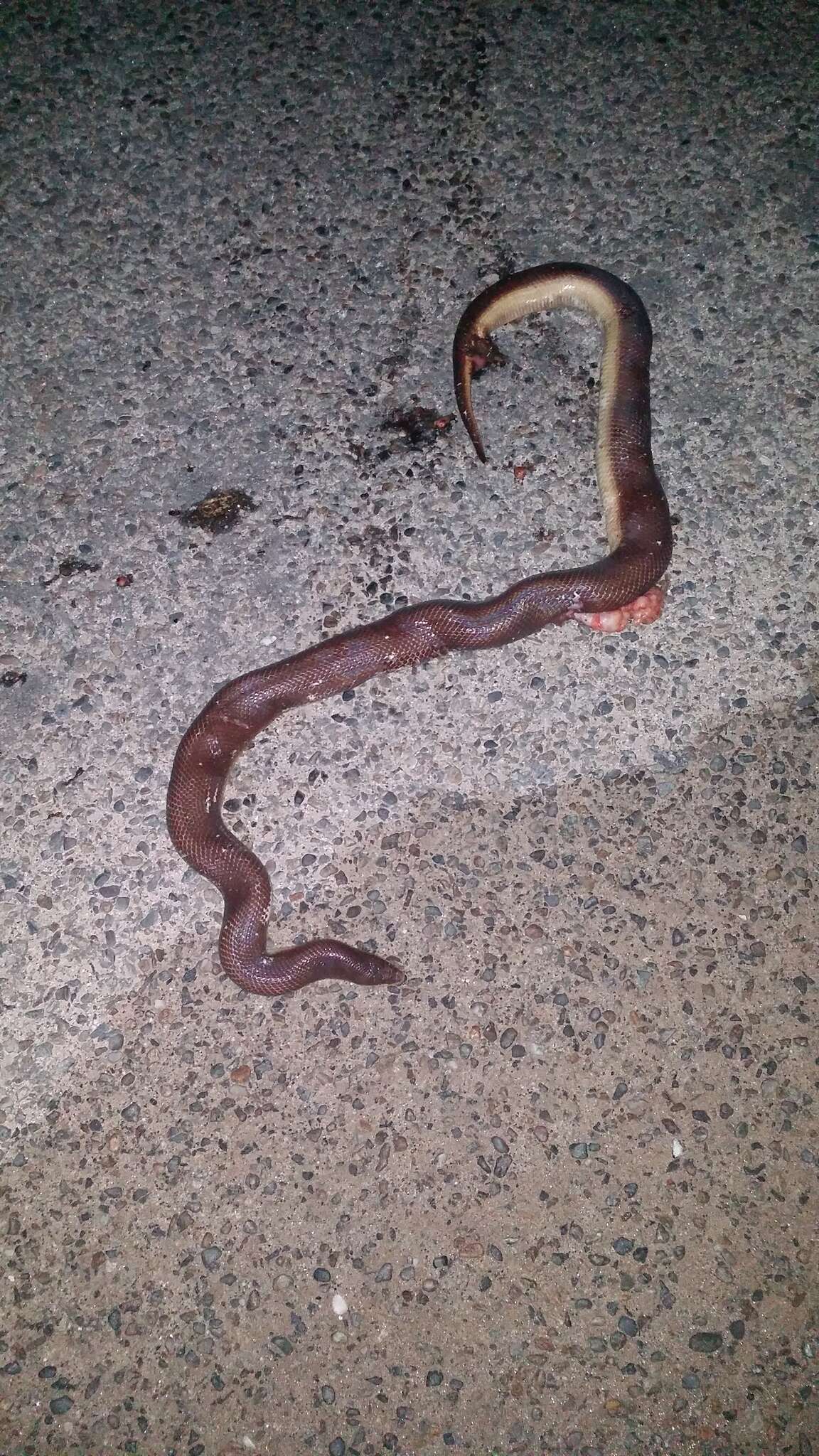 Image of Mexican burrowing pythons