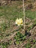 Image of Primula ruprechtii Kusnez. ex Lipsky