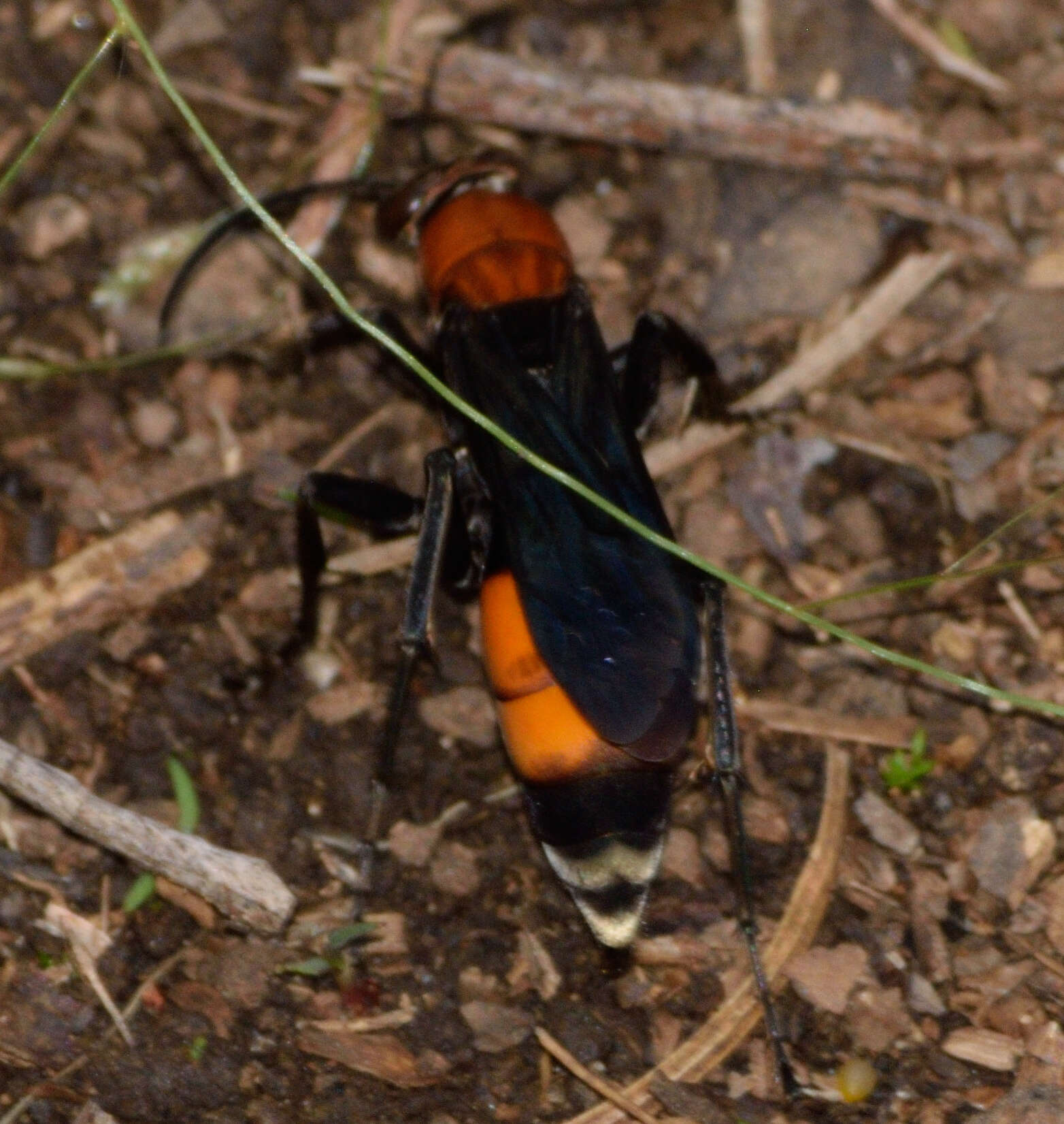 صورة Psorthaspis sanguinea (Smith 1855)