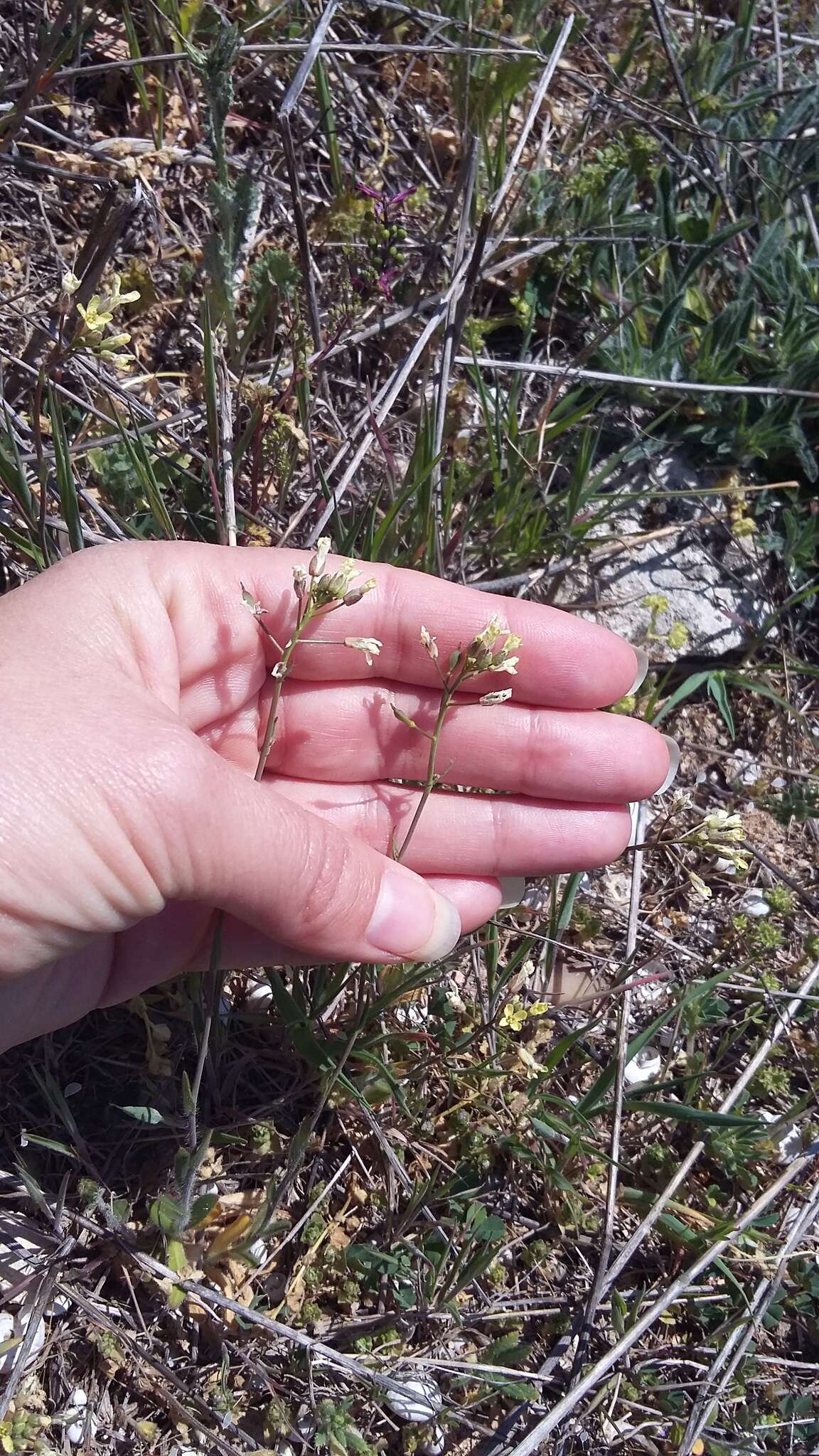 Image of graceful false flax