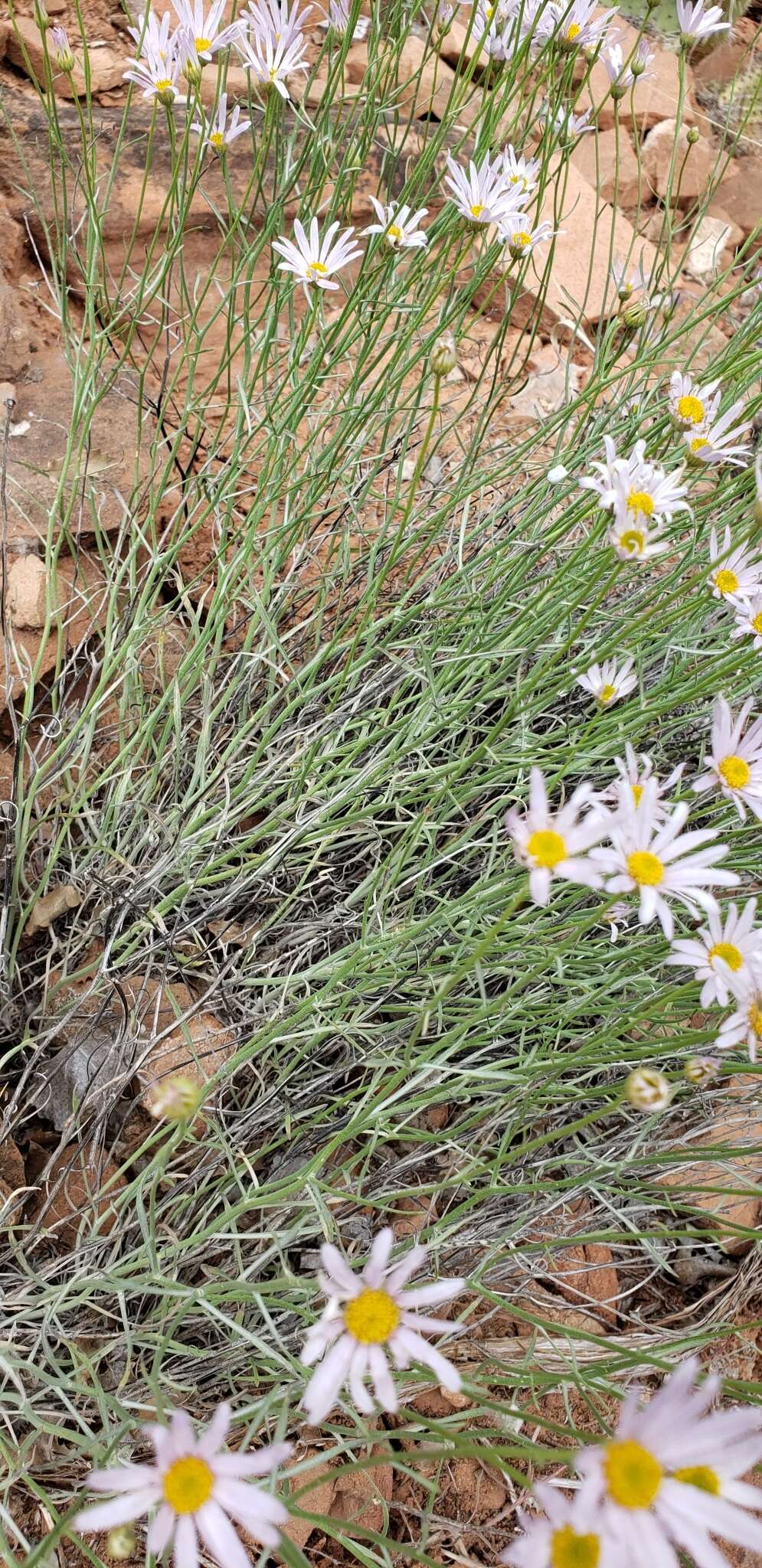 Image of Utah fleabane