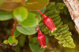 Vaccinium dentatum Sm.的圖片