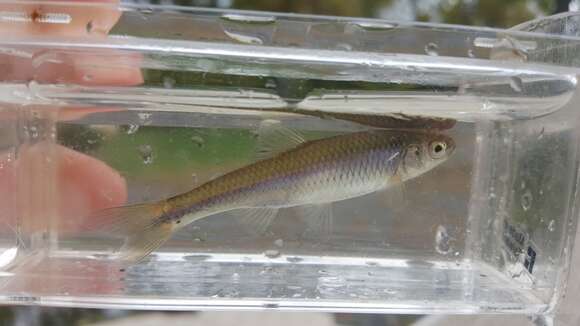 Image of Spotfin shiner