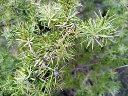 Plancia ëd Juniperus communis var. communis