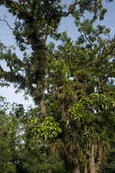 Image of Multi-flowered Aerides