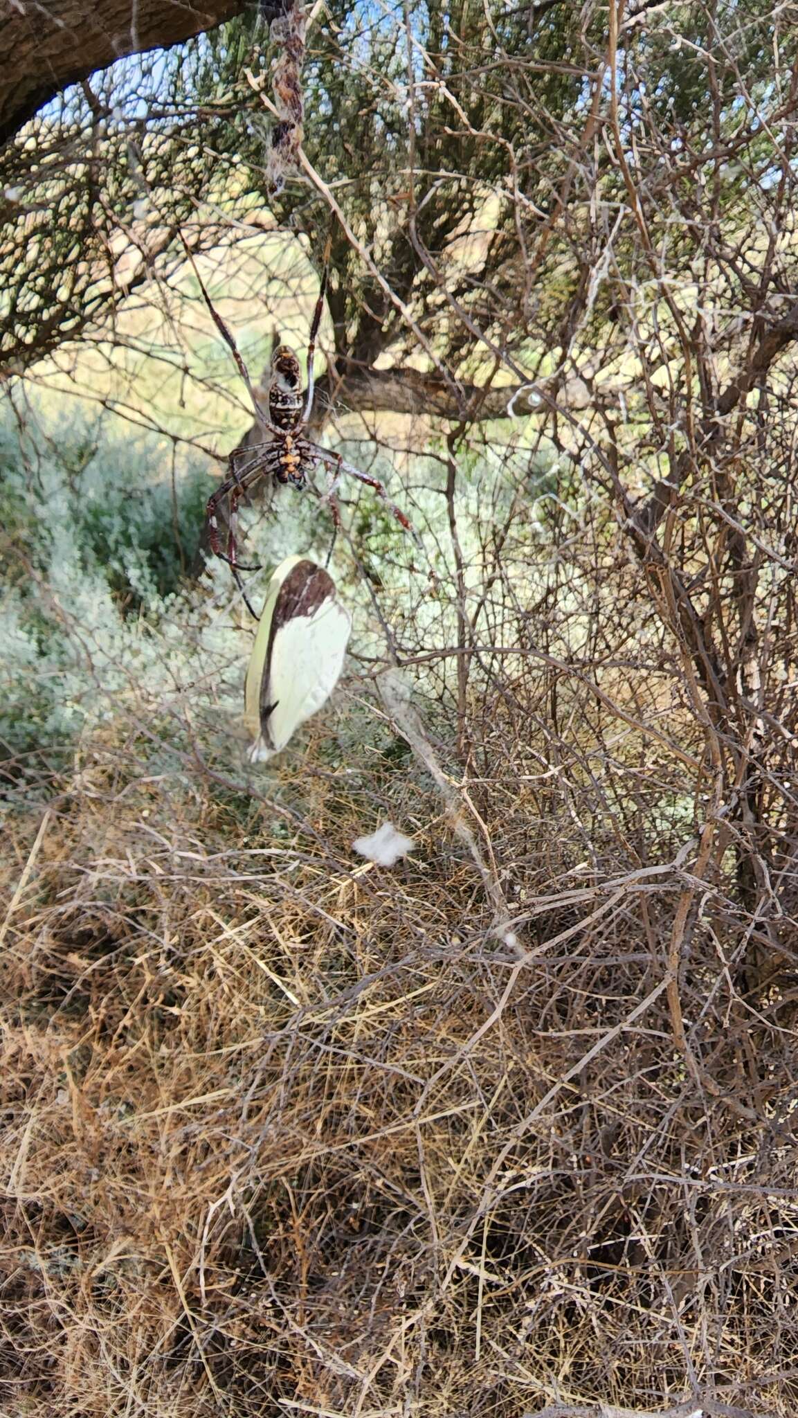 Image of Elodina padusa (Hewitson 1853)