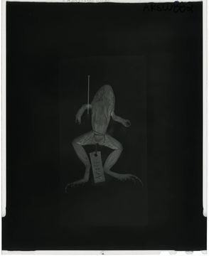 Image of <i>Leptodactylus poecilochilus</i> (Cope 1862)