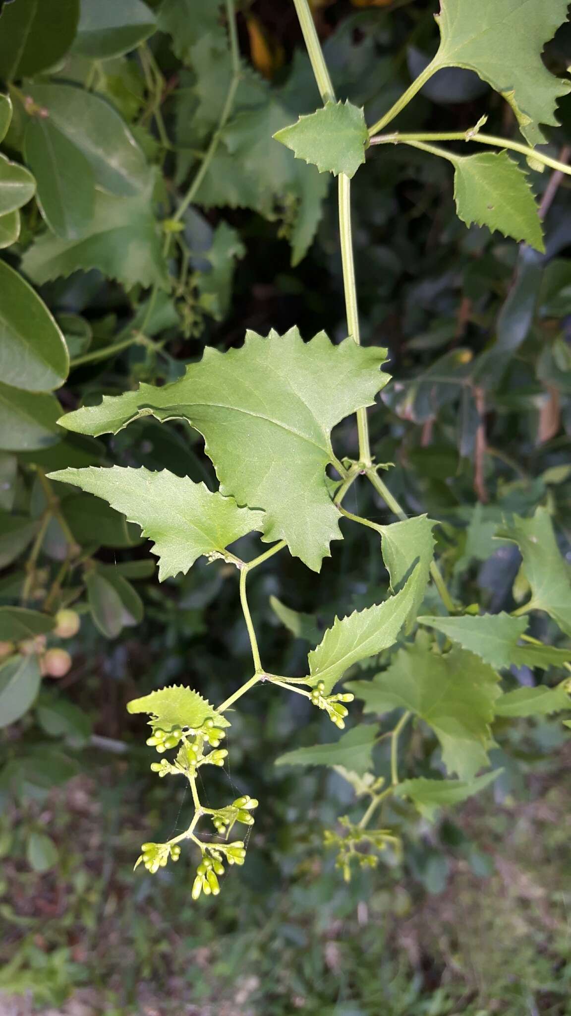 Plancia ëd Senecio deltoideus Less.