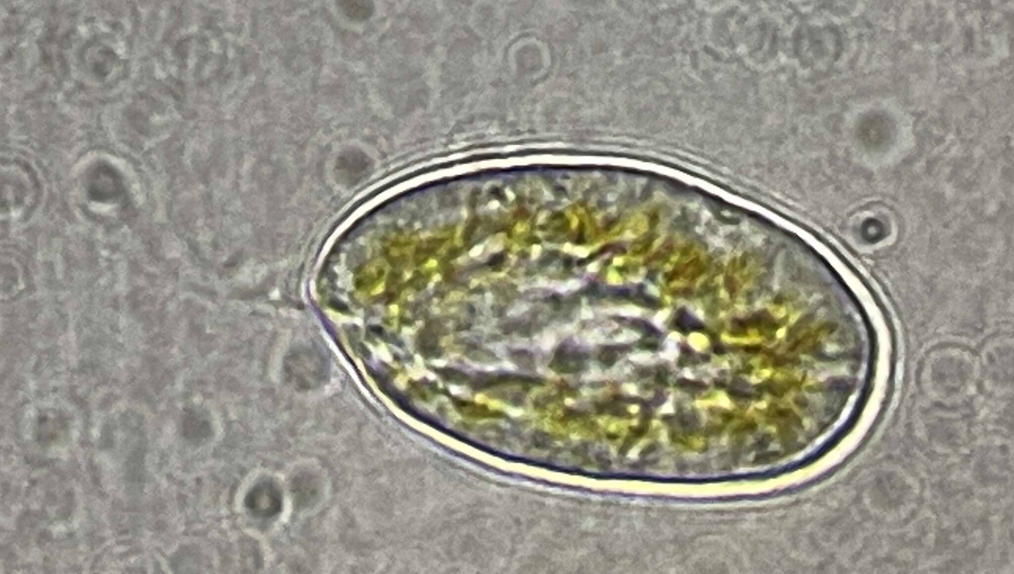 Plancia ëd Heterosigma