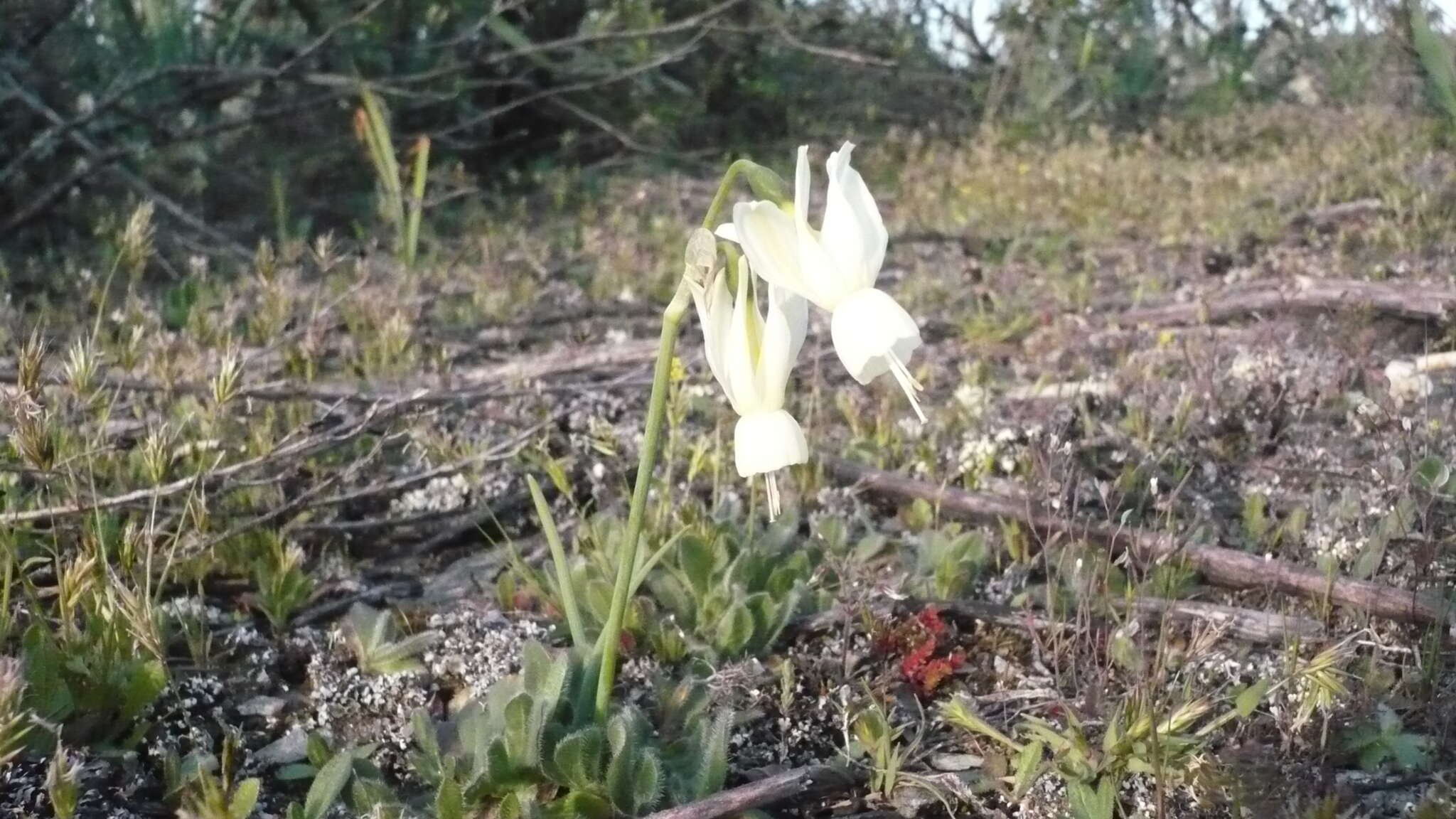 Image de Narcissus triandrus L.