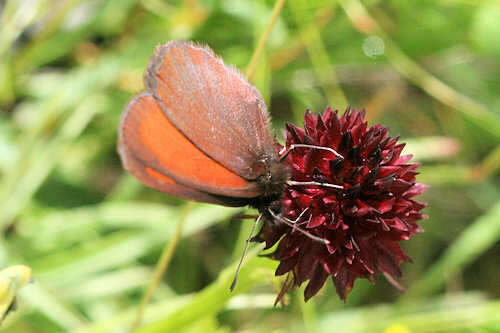 Image of Mnestra’s Ringlet