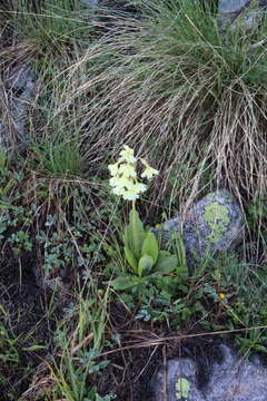 Image of Primula ruprechtii Kusnez. ex Lipsky